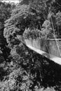 Malaysia: Hang bridge in Taman Negara National Park