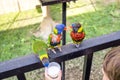 MALAYSIA, KUALA LUMPUR, JANUARY 07, 2018: Child feeds Lorikeet parrots close-up in Kuala Lumpur Bird Park