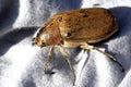 Malaysia, langkawi: Brown coleoptera Royalty Free Stock Photo