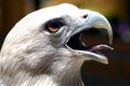 Malaysia, Langkawi: Famous eagle of langkawi