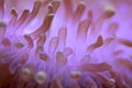 Malaysia, Langkawi: Sea anemone Royalty Free Stock Photo