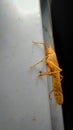 Malaysia local Golden Grasshopper