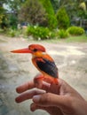 Malaysia local kingfisher Royalty Free Stock Photo