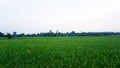 Malaysia Paddy Field Royalty Free Stock Photo