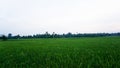 Malaysia Paddy Field Royalty Free Stock Photo