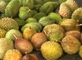Malaysia Penang Durians Farm Plantation Tasting Tour All You Can Eat Durian Buffet Fruits Party Wholesale Tropical Food Market Royalty Free Stock Photo