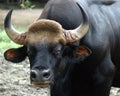 Malaysia, Penang: Gaur Royalty Free Stock Photo
