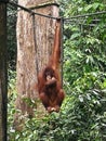 Malaysia sabah sandakan orangutan sanctuary monkey hanging with one hand eating banana zoo research jungle nature trees plants