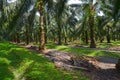 Oil Palm Plantation Royalty Free Stock Photo