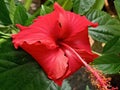 Flower China Rose a species of Tropical Hibiscus Scientific Name Hibiscus Rosa Sinensis Royalty Free Stock Photo
