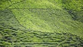 Malaysian biggest tea plantation, cameron highland Royalty Free Stock Photo
