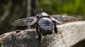 Malaysian Black Bee