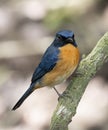 Malaysian Blue Blue-flycatcher Cyornis turcosus