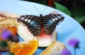 Malaysian Blue Clipper Butterfly Royalty Free Stock Photo