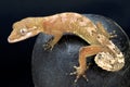 Malaysian Bowfingered Gecko (Cyrtodactylus Elok)