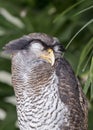 Malaysian Eagle Owl Royalty Free Stock Photo