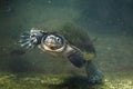 Malaysian giant turtle (Orlitia borneensis). Royalty Free Stock Photo