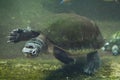 Malaysian giant turtle (Orlitia borneensis). Royalty Free Stock Photo