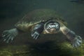 Malaysian giant turtle (Orlitia borneensis). Royalty Free Stock Photo