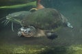 Malaysian giant turtle (Orlitia borneensis). Royalty Free Stock Photo