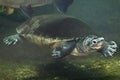 Malaysian giant turtle (Orlitia borneensis). Royalty Free Stock Photo