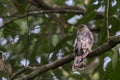 A Malaysian Hawk-cuckoo in Asia Royalty Free Stock Photo