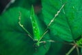 Malaysian leaf grasshopper (Ancylecha fenestrata) Royalty Free Stock Photo