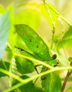 The Malaysian leaf-shaped grasshopper Lat. Giant Katydid is a bright green color sitting on the branches of a shrub. Animal