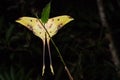 Malaysian moon moth Royalty Free Stock Photo