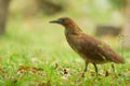 Malaysian Night Heron Royalty Free Stock Photo