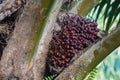 Malaysian Palm oil fruit ripen on the tree