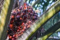Malaysian Palm oil fruit ripen on the tree
