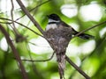 Malaysian Pied Fantail Royalty Free Stock Photo