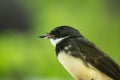 Malaysian Pied Fantail Royalty Free Stock Photo