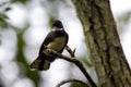 A Malaysian pied fantail, Rhipidura javanica Royalty Free Stock Photo