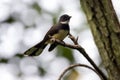 A Malaysian pied fantail, Rhipidura javanica Royalty Free Stock Photo