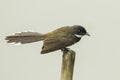 Malaysian Pied Fantail Royalty Free Stock Photo