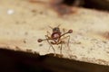 Malaysian Stalk-eyed fly Royalty Free Stock Photo