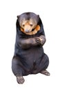 Malaysian sun bear isolated on white Royalty Free Stock Photo