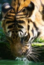 Malaysian Tiger Royalty Free Stock Photo