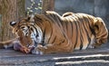 Malaysian Tiger During Feeding Time