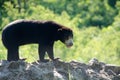 Malayun sun bear Royalty Free Stock Photo