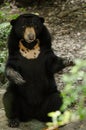 Malayun sun bear Royalty Free Stock Photo