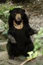 Malayun sun bear Royalty Free Stock Photo