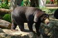 Malayun sun bear Royalty Free Stock Photo