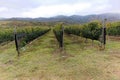 Malbec vineyards in Mendoza Province, Argentina Royalty Free Stock Photo