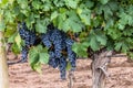 Malbec Grapes Royalty Free Stock Photo