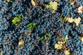 Malbec grapes at harvest in Mendoza Royalty Free Stock Photo