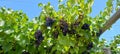 Malbec grapes Royalty Free Stock Photo