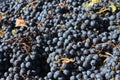 Malbec grapes - Mendoza Argentina